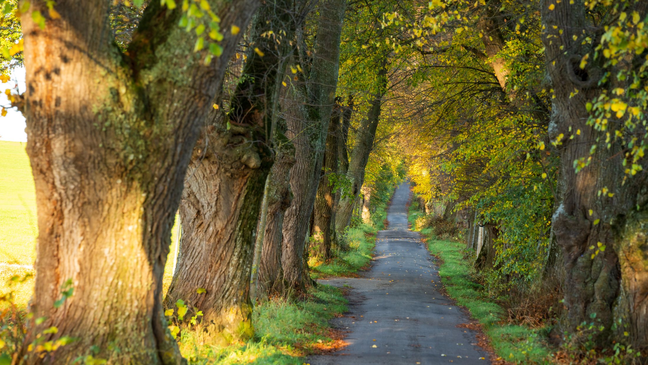 Allee mit alten Bäumen an der Kurfürstenallee in Marktoberdorf
